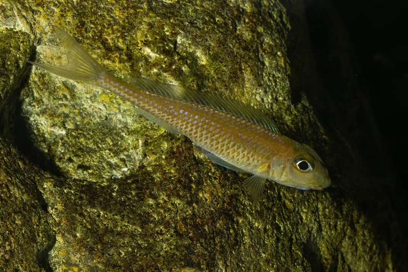 Asprotilapia leptura